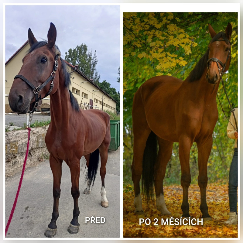 UNIQORN MINERAL POWER 5