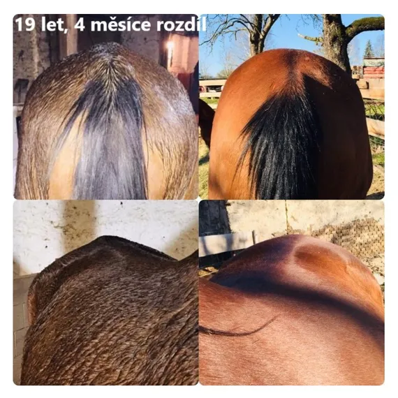 PERFECT EQUI COMPLETE+ 1