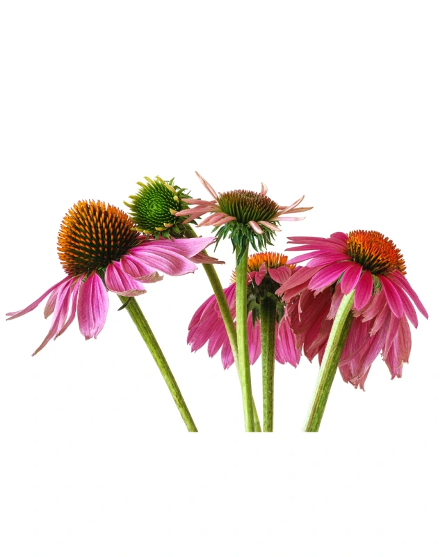 Echinacea - podpora imunitného systému 1 kg 1