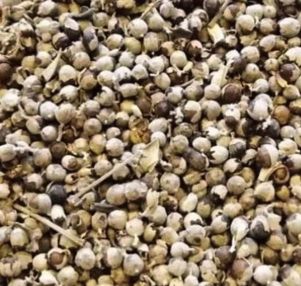 Drmek obyčajný (mníšske korenie) 1 kg 1